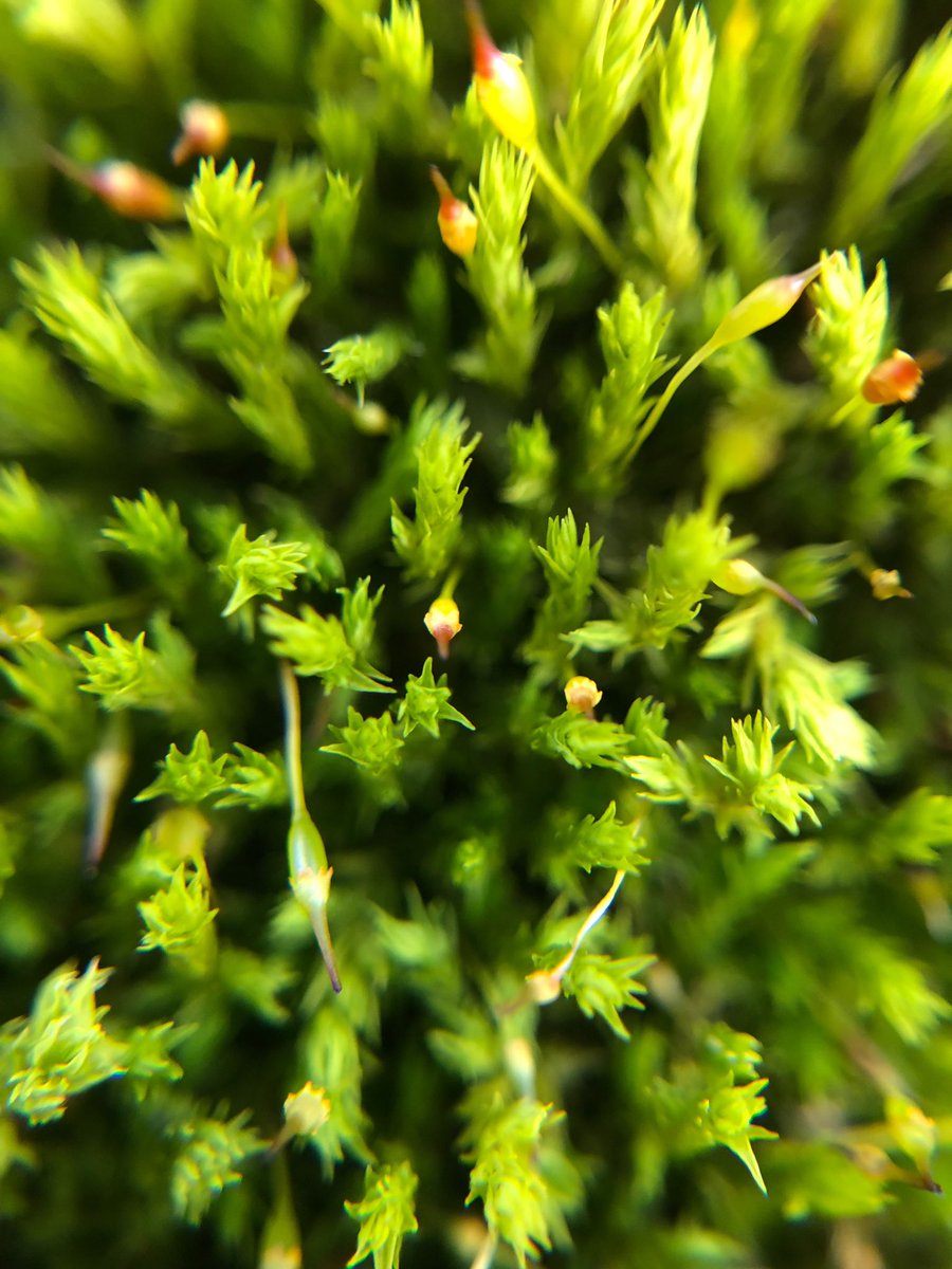 Twitter पर るみるみ 苔の花 花が咲いた後だと思います 苔の花