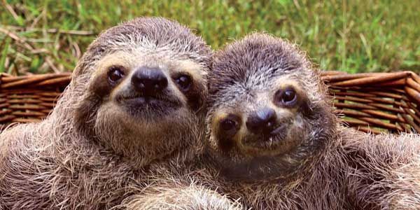 PlanetGreen's tweet photo. Why we should live our lives more like sloths do #InternationalSlothDay https://t.co/o8Opfw2Fxu https://t.co/sPPNS1q3g5