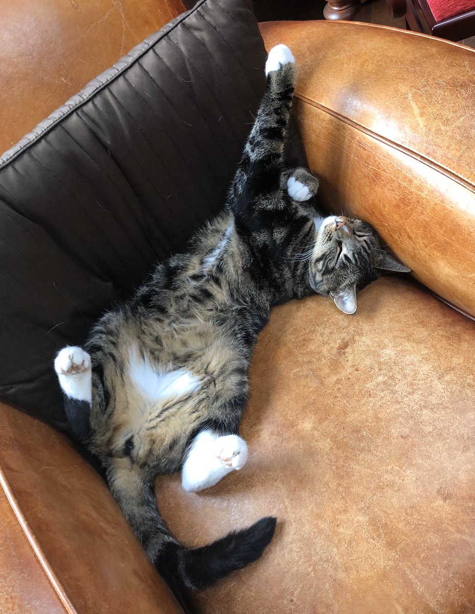 OdinDonno's tweet photo. Sieste chorégraphiée☝🏼 https://t.co/JLkbKaq5OW