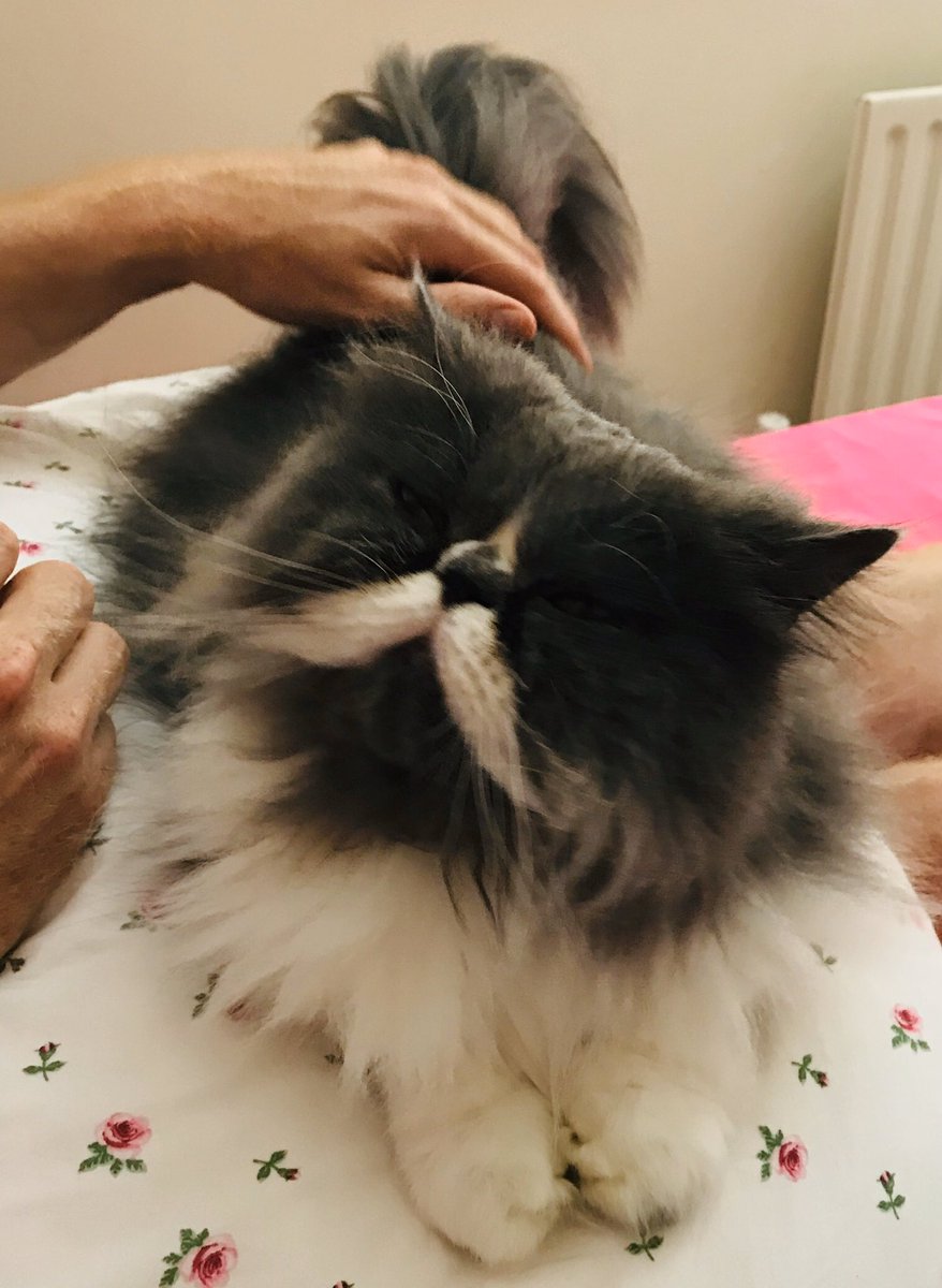 hipster_bear's tweet photo. mom has a chronic degenerative disease. She’s in pain all of the time, finds it hard to work and even sometimes can’t walk. She believes animals can’t cure the body but are a balm to the soul. She’s jealous of my perfect kitty spine #ankylosingspondylitis #MentalHealthAwareness https://t.co/dkX8g3z96z