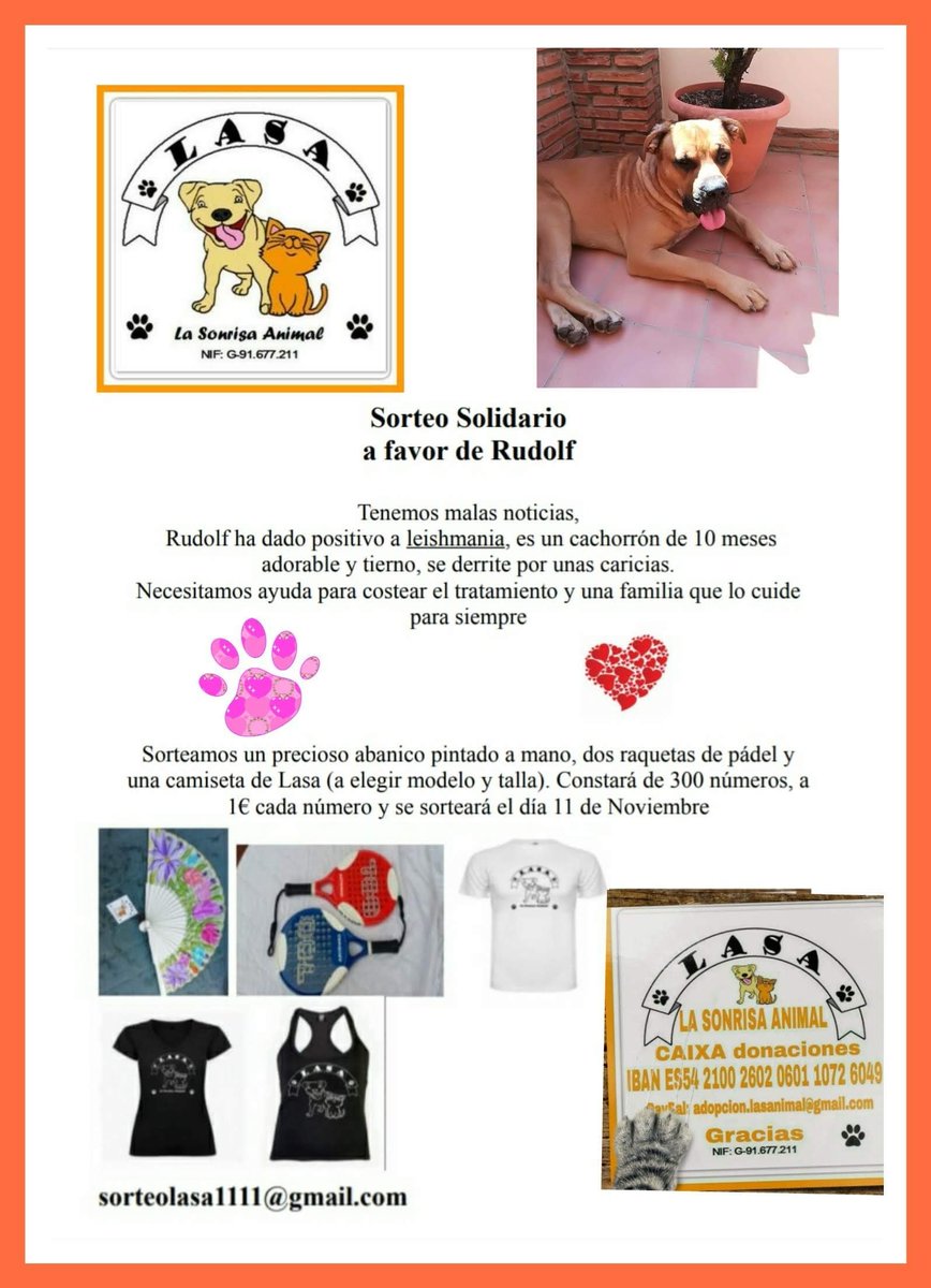 La voluntaria que tiene acogido a #RUDOLF ha organizado un sorteo de camisetas, palas de pádel y un abanico pintado a mano para poder pagar su tratamiento de LEISHMANIA, teneis qie escribir al correo sorteolasa1111@gmail.com y os informan de cómo participar.