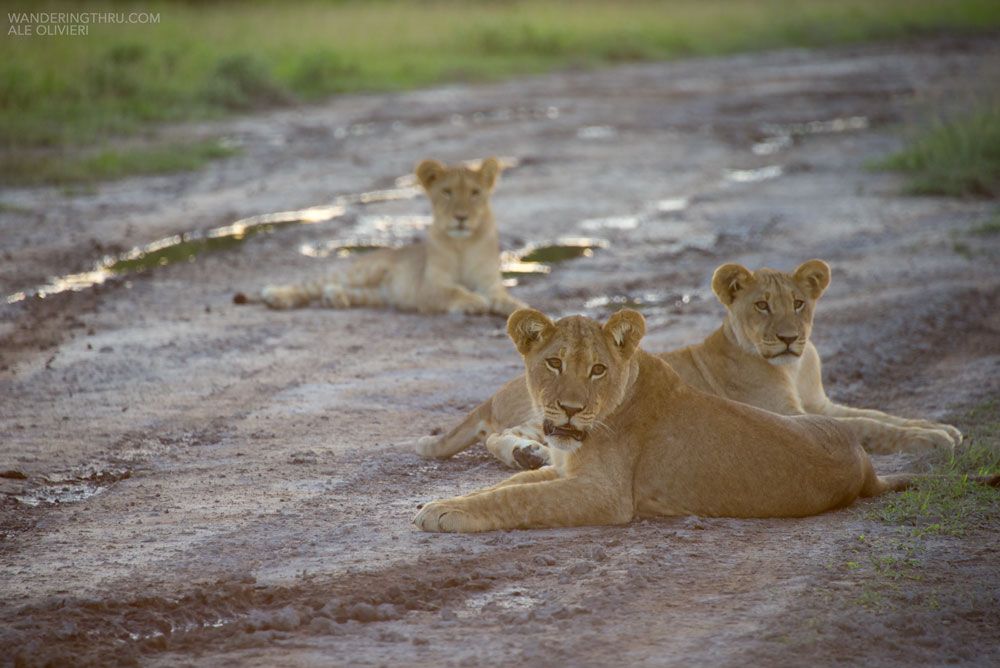 wandering_thru's tweet photo. #ZebraMigration SPECIAL
From only USD$2616pps enjoy a 6 night adventure during the GREEN season (Dec - Mar)
3 nights Nxai Pan - all inclusive
3 nights Okavango Delta - all inclusive
Scenic helicopter flight
All transfers included
For more information DM us!
#WanderingThru https://t.co/5QxeuRuCXv