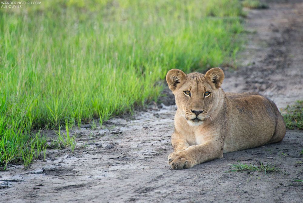 wandering_thru's tweet photo. #ZebraMigration SPECIAL
From only USD$2616pps enjoy a 6 night adventure during the GREEN season (Dec - Mar)
3 nights Nxai Pan - all inclusive
3 nights Okavango Delta - all inclusive
Scenic helicopter flight
All transfers included
For more information DM us!
#WanderingThru https://t.co/5QxeuRuCXv
