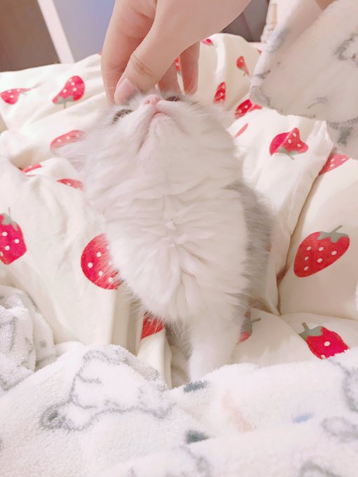 Twitterのコスプレ画像11