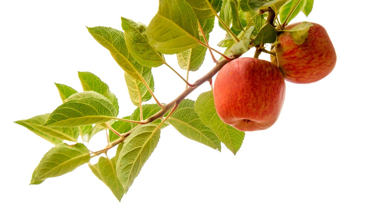 TamaraKPhoto's tweet photo. Apple ripening on branches, around Valleseco, Gran Canaria #Apple #Manzana #GranCanaria #CanaryIslands #ILoveAutumn #YoConsumoCanario #ProductosCanarios #Autumn #Manzanero #Season #Seasonal #Vrop #Agriculture #Agricultural #WhereFoodComesFrom #branch #tree #growing #ripening 🍎 https://t.co/DMMTLccPj3