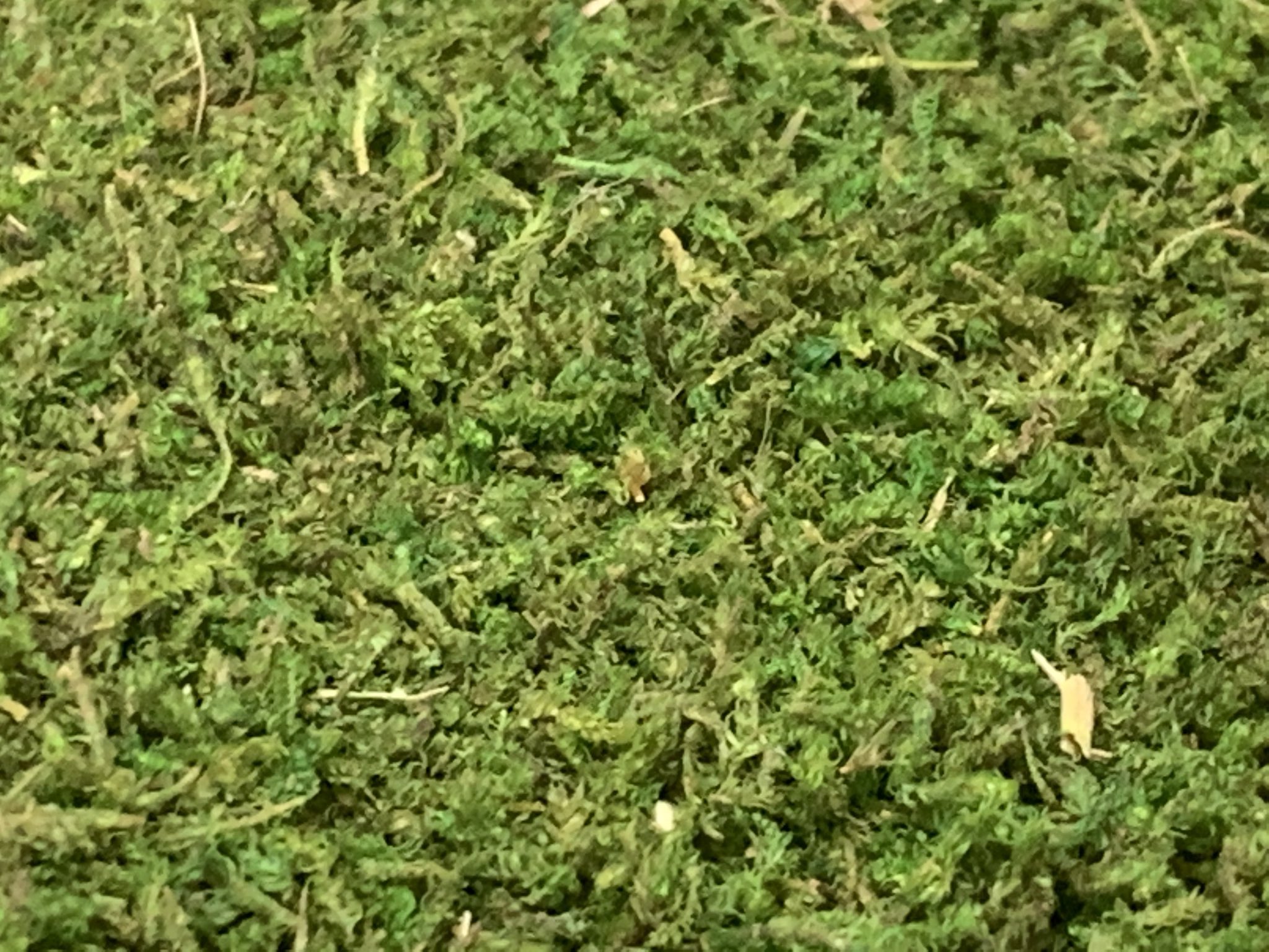 犬男爵 着色乾燥水苔も細かさの段階でわけてカラーパウダーやスポンジパウダーがわりにも使用したりします スポンジパウダーがわりの物は木の葉の代わりに使用したりもします スポンジパウダーと違い天然素材なのである程度細かくしても植物ぽさが残ります