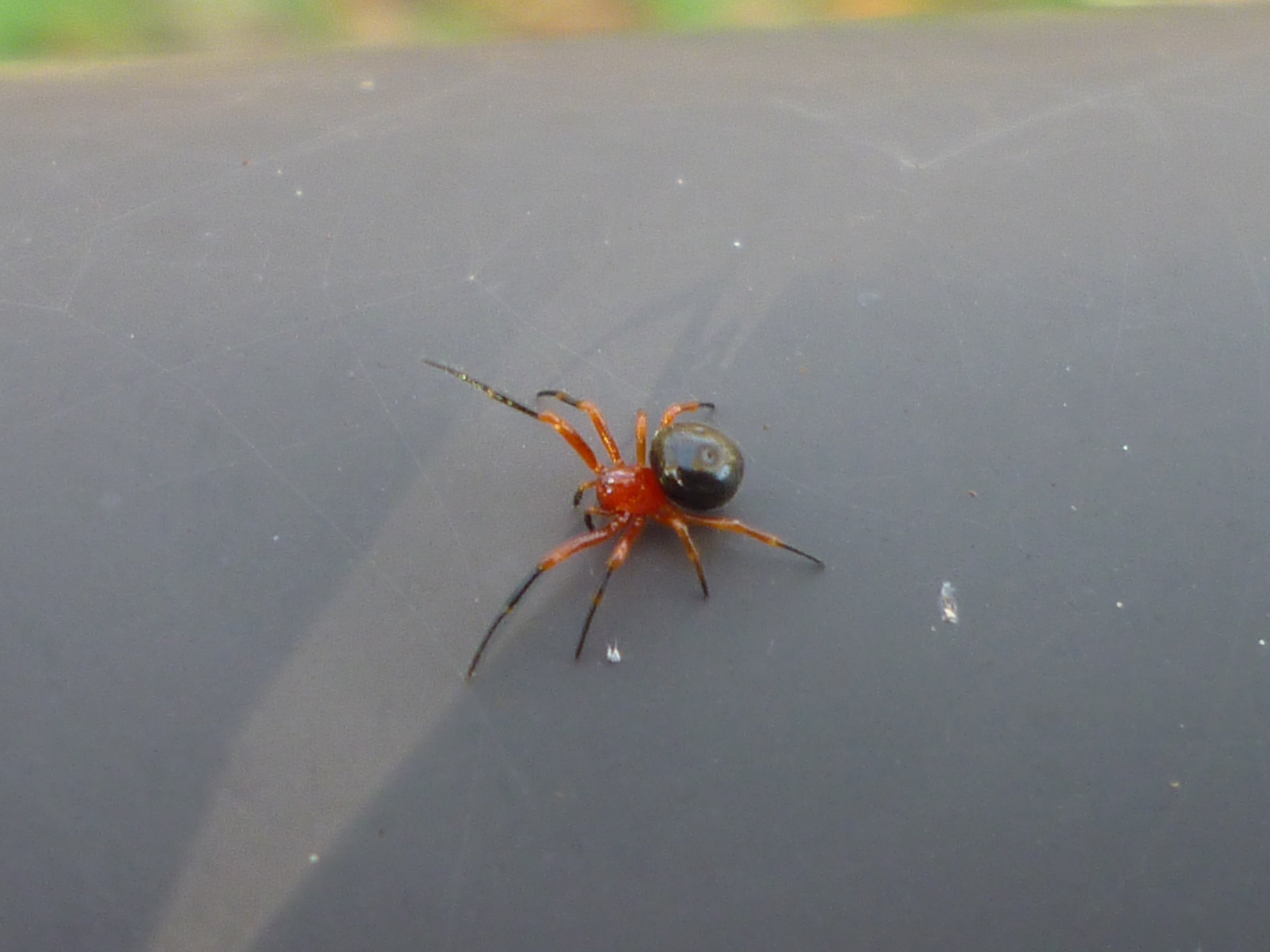 松田まゆみ 散歩道のクモ サラグモのように見える小さいクモだがヒメグモ科の不明種 赤と黒のコントラストがとても美しい 以前 死んだマヒワの胃の中に入っていたことがある T Co Bk8rhrjmqc Twitter