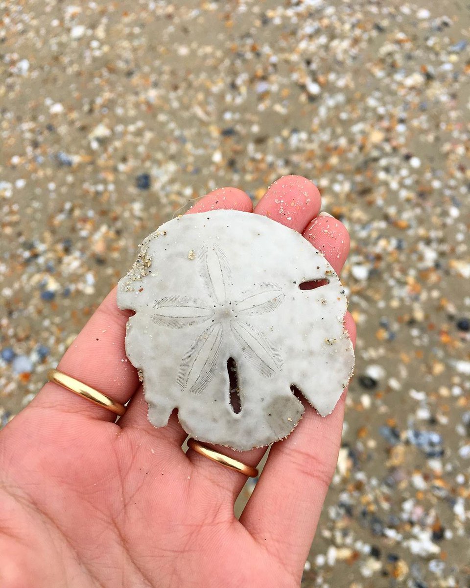 OBXTourism's tweet photo. Sand Dollar๐ฎ (photo: @aloha.pukai) #repost #frisco #frisconc #obx #outerbanks #obxtourism #sea #sand #saltlife #beach #beachlife #nc #explorenc #travel #nctourism #ocean #vacation #relax #tourism #seashells #vacaciones #seaglass #beachfinds #explore #playa #sanddollar https://t.co/WWIP06er5j