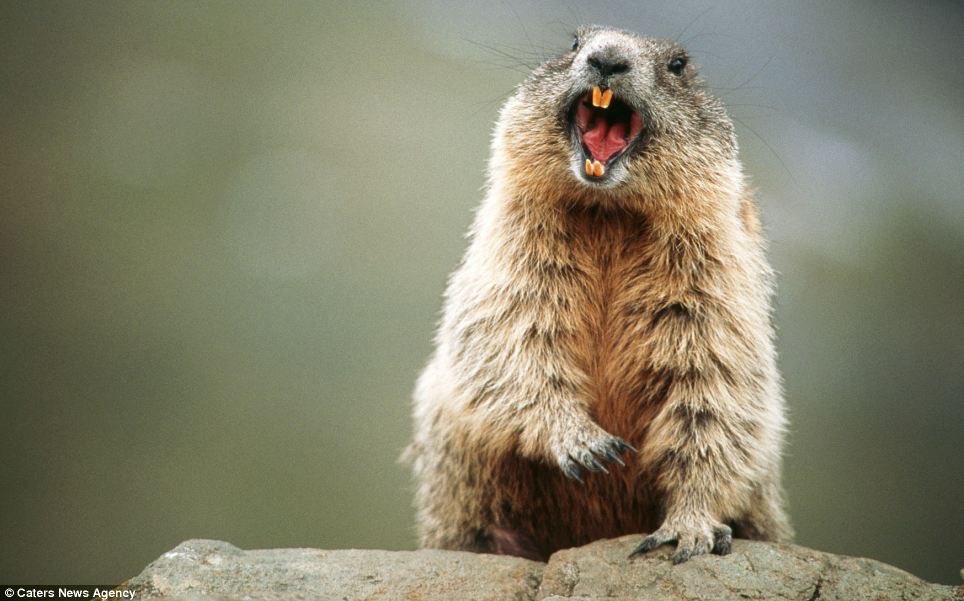KatieMarmots's tweet photo. tonight is YH3T BAND COMIMOOOOOO https://t.co/jstyhCHHN6
