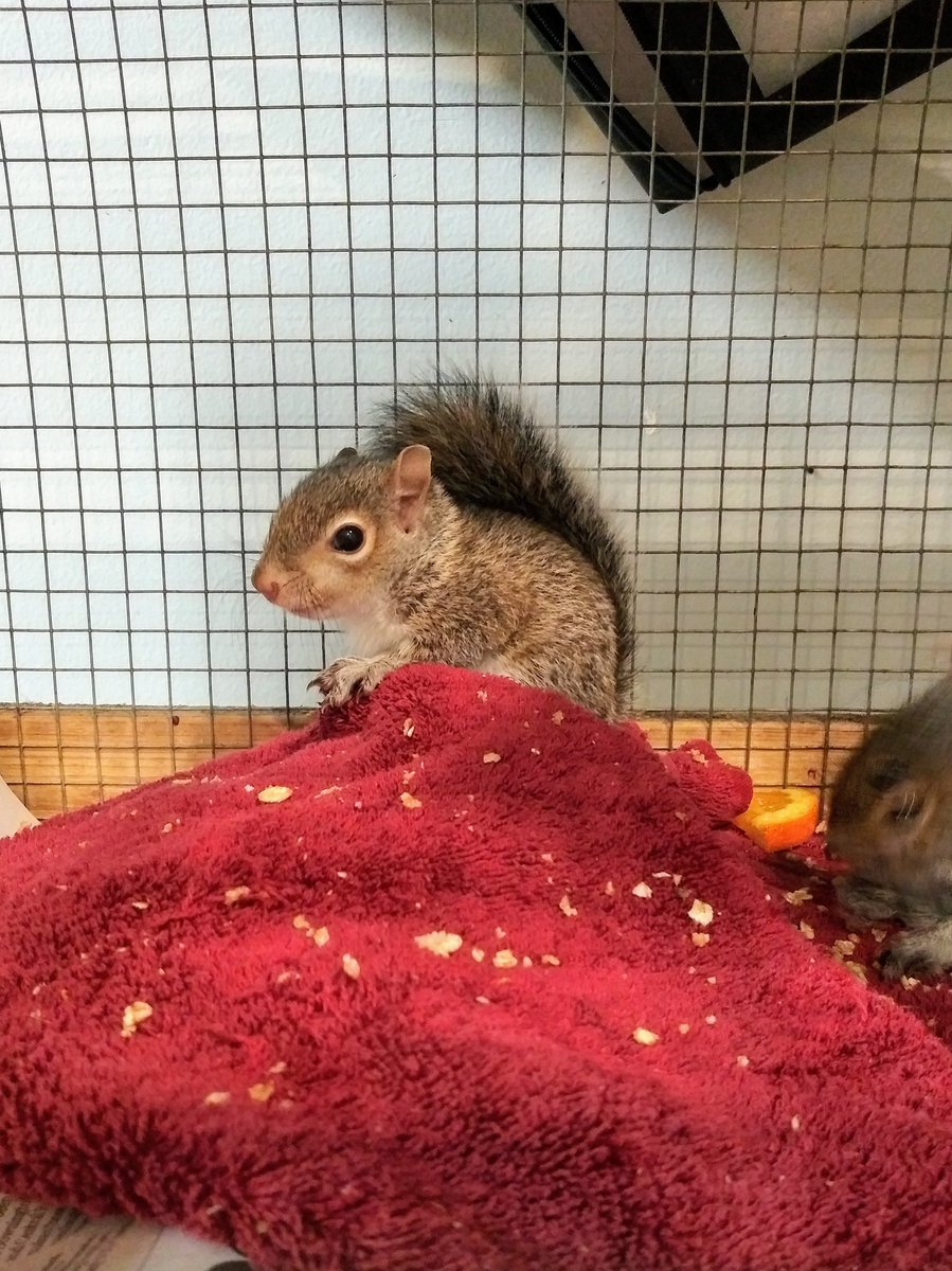 ckyle622's tweet photo. Great time today at @AarkWildlife's Open House
🐾🐿🐇🐀🐦🐢🐍🐴🐀🐾🐾 https://t.co/XJ3l52iJtC