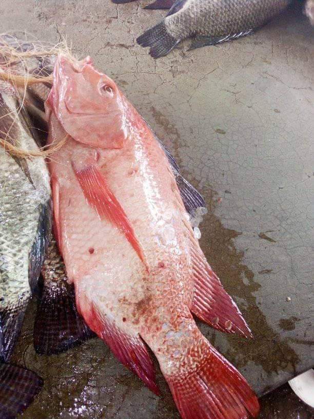 jonahEgau's tweet photo. There is defiance in the water too 🙄 #PeoplePower #Fishpower https://t.co/M7RqNHy7fx