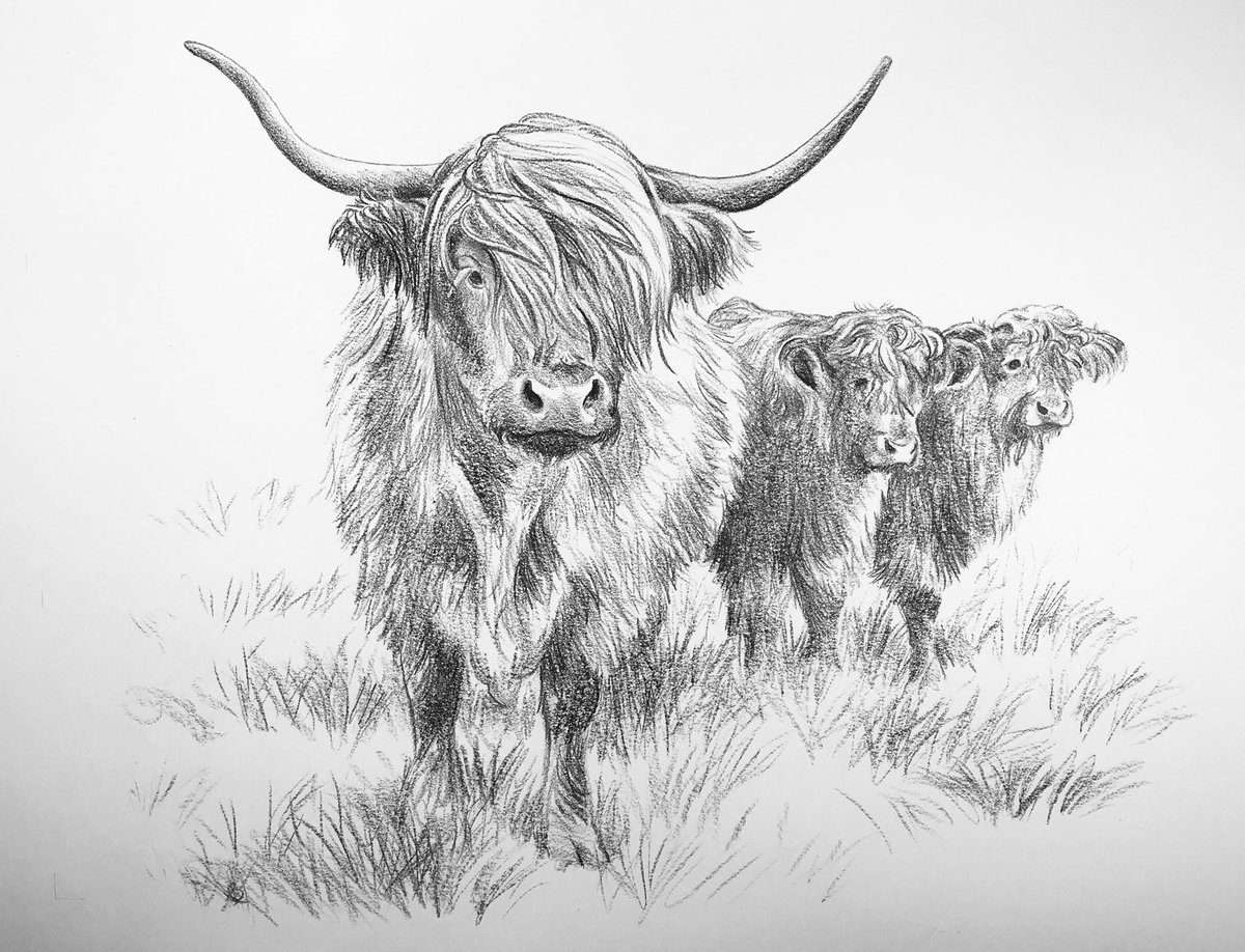 #Day91 #100DrawingsIn100Days for #TheYanaProject #MentalHealth Here is lovely Olivia and calves Elizabeth and Olivia at #IzziRainey’s #Farm in  #Foulsham #HighlandCows #CattleFarmer and #TextileDesigner #IzziRainey #WomanFarmer #Artist #Beef  #Norfolk  
 #Drawing #Art #Challenge