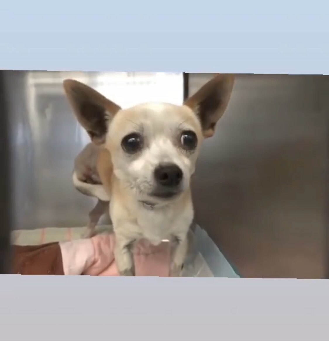 CA we need your help! This is Dixie. She was hit by a car and had her leg amputated and needs to get out of the shelter. She is at the Carson animal shelter 216 W Victoria St, Gardena, CA. Please help us get the word out and find her a forever home ❤️ <a href="/LaraLeaTrump/">Lara Trump</a> <a href="/KayaJones/">Kaya Jones</a>
