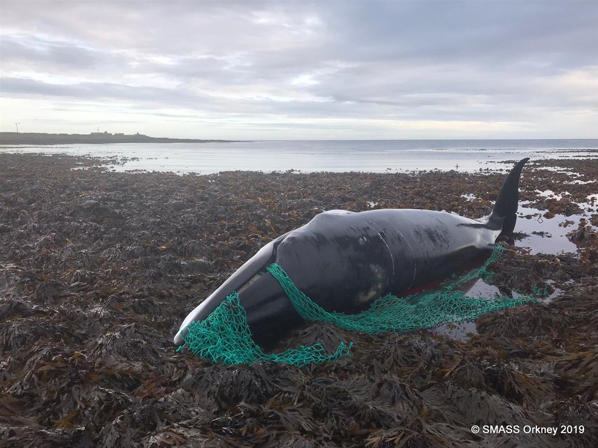 bibliobioucm's tweet photo. Muere en Escocia una ballena embarazada atrapada en una red de pesca abandonada https://t.co/AqCflbZ4p6 https://t.co/4m6jggbaCw