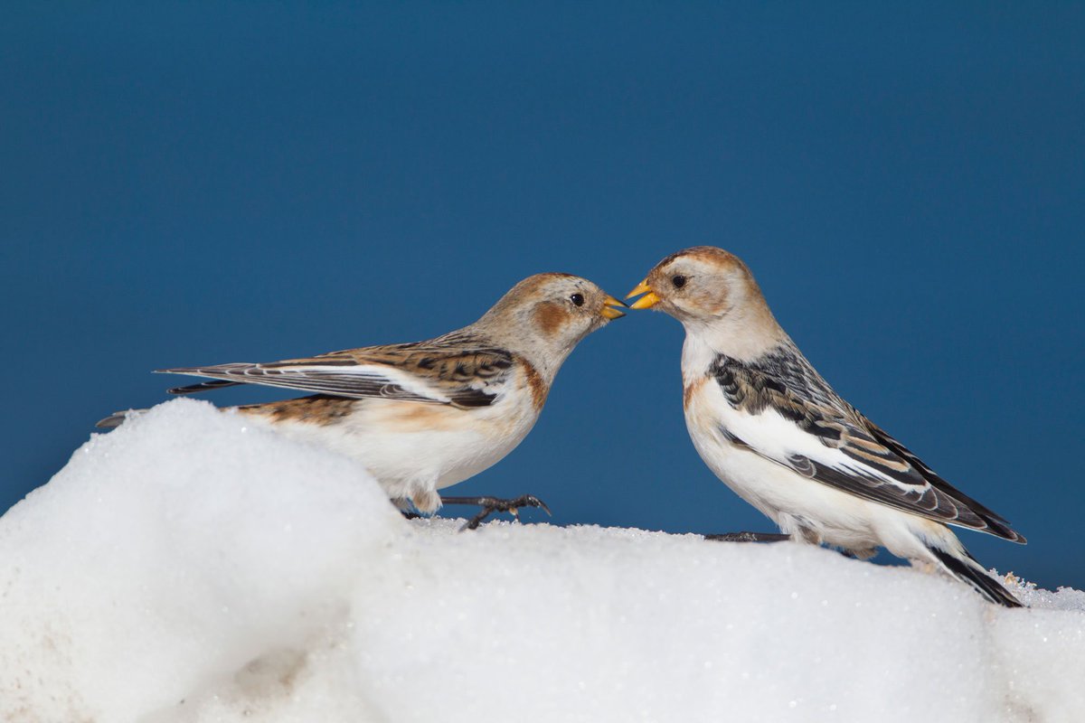 _UnderTheSkin's tweet photo. Within the next few days the most durable of Scotland’s perennial snowpatches will melt for the third time in three years. In our latest blog post @matthay44 shares the challenges facing Scottish wildlife, with supporting photography from @ScotlandTBP.

https://t.co/3DBwOTDY0g https://t.co/c3odvlPzQu