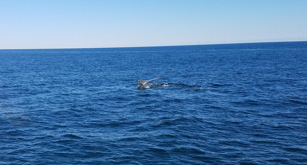 BobHackey's tweet photo. What an amazing trip w @SeeTheWhalesMA seeing g finback whales humpbacks and dolphins https://t.co/86OJd7h3db
