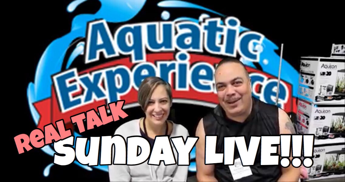 KCichlids's tweet image. Hope to see you guys LIVE tonight @ 8pm Eastern!  Let’s talk AE!!