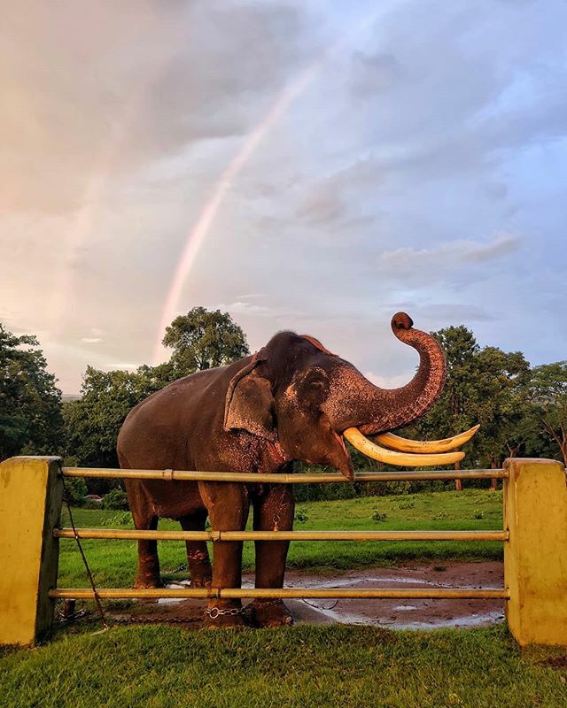 Best day on our trip 🐘 😍🌈 💙 #mudumalai #theppakadu 📱 #ONEPLUS7 📱
#oneplus #travel #kerala #tamilnadu #karnataka #tourism #elephant #rainbow #rain #nature #mobilephotography #mobileclick #vacation #beautifullocations #beautifuldestinations #mobile… ift.tt/2MysDnv