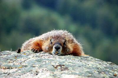 KatieMarmots's tweet photo. sneakin up on u hoes https://t.co/Z6wqdftRPk