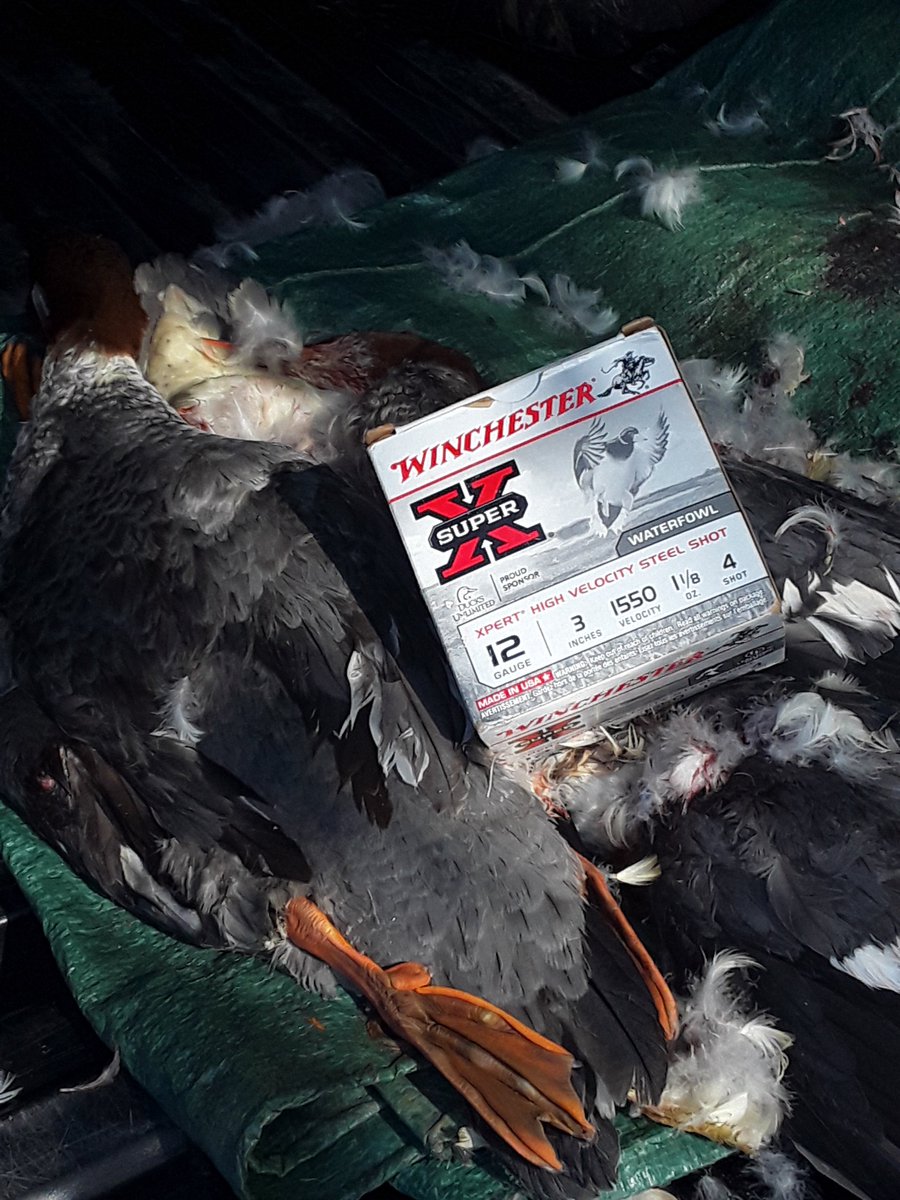 jbirdbenfer's tweet photo. Dropped 4 of 5 mergs with good old @winchester sx4 #patternmaster choke and #winchester superx 4 shot #waterfowl #huntinglife https://t.co/n3CaJgCVCJ