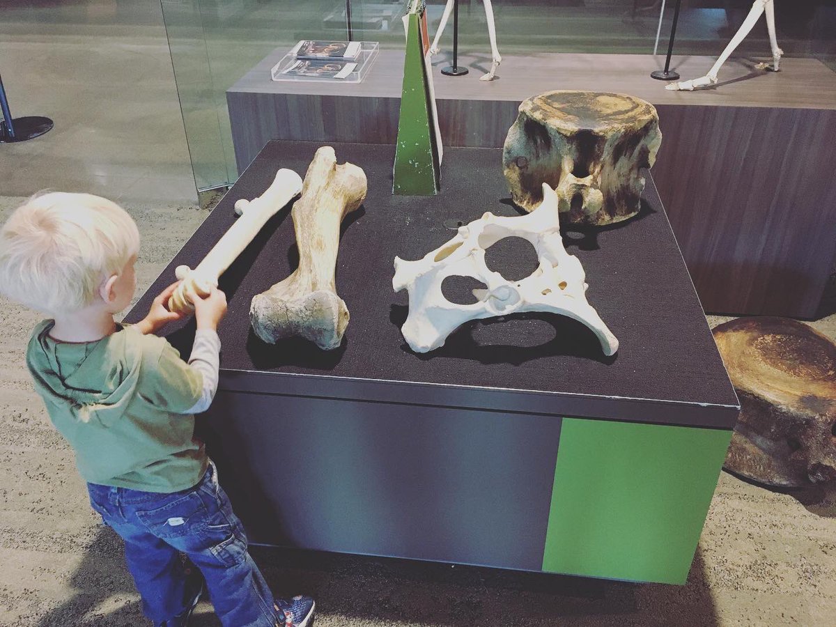 We have the Touch and See Lab @BellMuseum all to ourselves! 

Come join us! 
meetu.ps/e/Hdtpk/t1N5Z/a
#playmoreMN #parentingwin #explorelearnplay #citydads #twincities #minnesota #minneapolis #stpaul #twincitiesdads #fatherhood #stayathomedad #sahd #parenting #bellmuseum