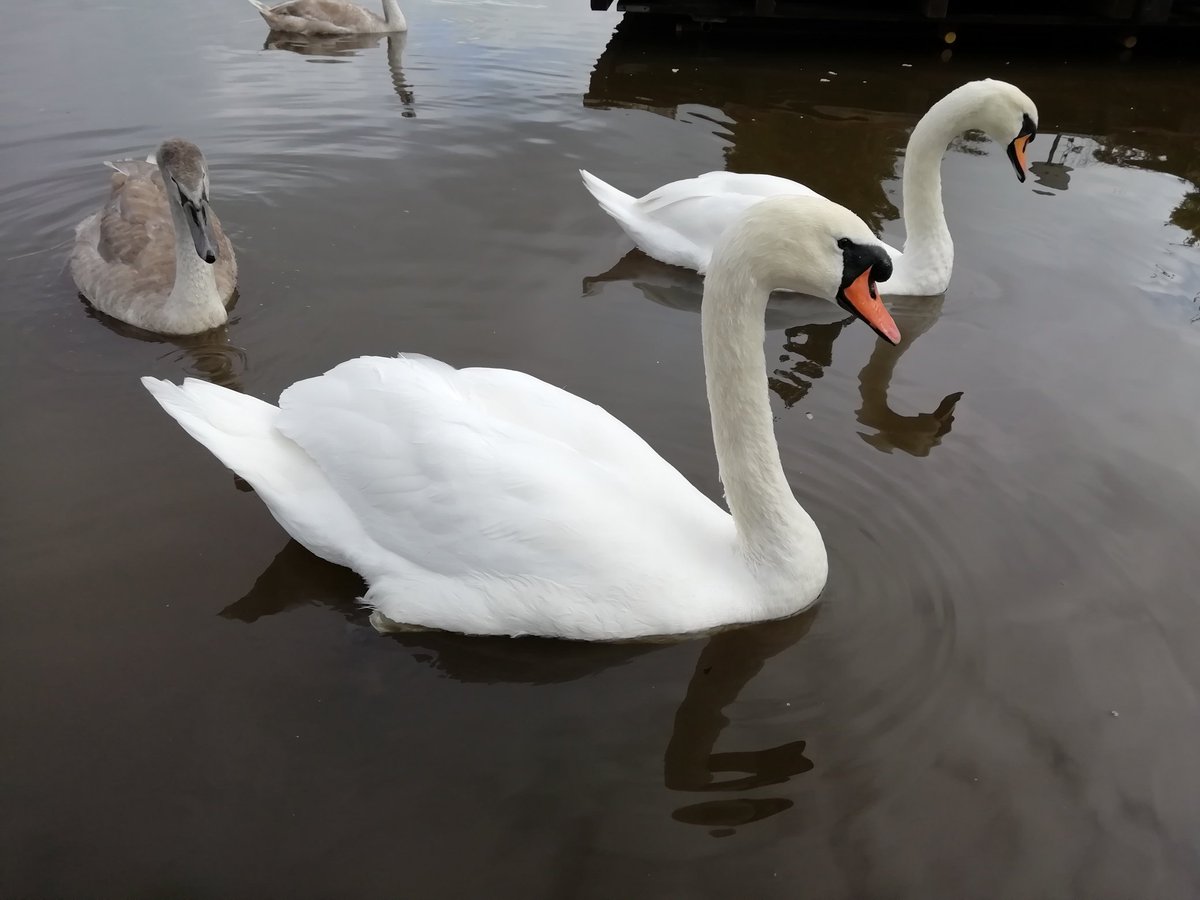 #Riverweaver #Frodsham 🦢🦆🤗...