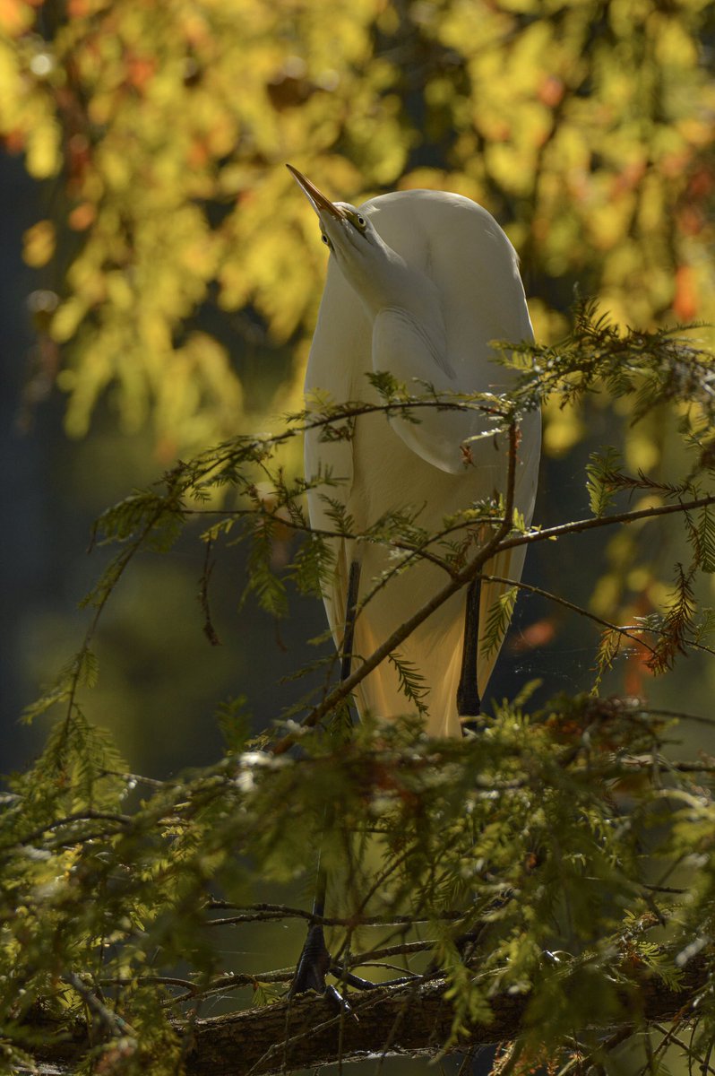 birdcrazed6's tweet photo. Is this not the #goofiest look you’ve seen on a great #Egret??
#BirdPhotographyCommunity #birding #birdwatching #WildlifePhotography https://t.co/2sU9gNmb8d