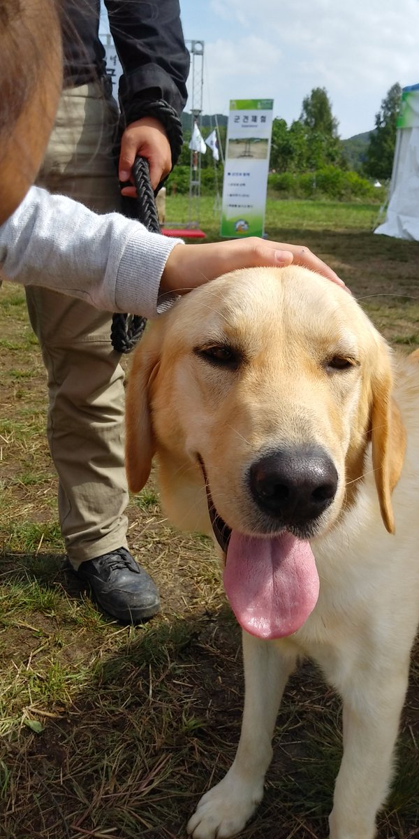 millitarysub's tweet image. NICE DOGE