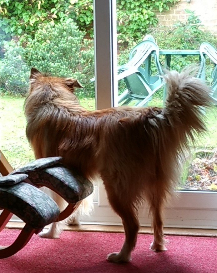 Fiona! Look, there's a pesky squirrel out there digging holes in the grass. If we don't act there'll be a forest before you know it. 🐾🐾🐿️🌰🌳 On a side note, why is there a squirrel awareness month? I'm aware of them all the time. 
#BorderCollie
#Squirrel
#AlwaysVigilant