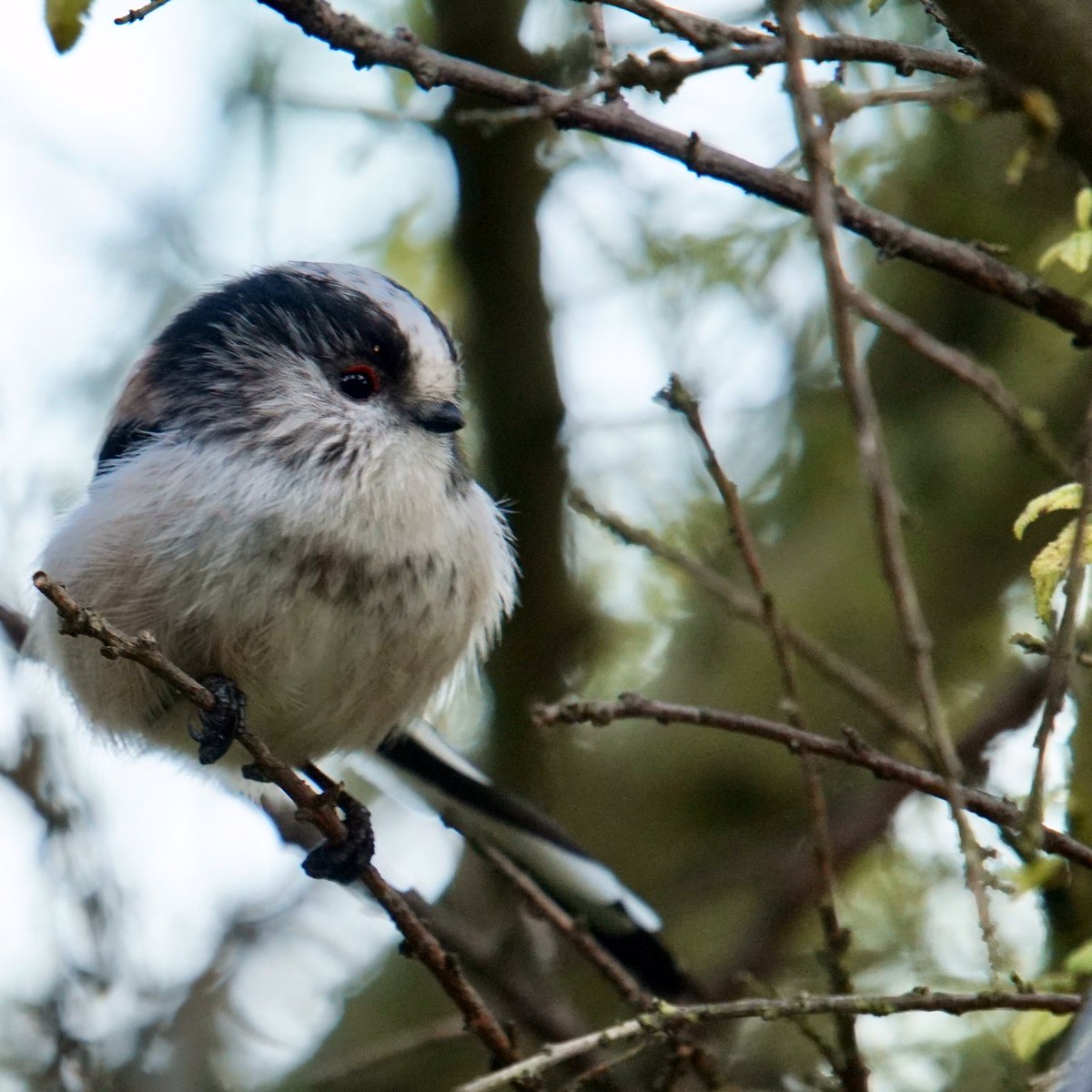 It’s a wee bit dull today......... but don’t be sad ☹️ Just sit and look at Susie, she’s enough to brighten up anyone’s #day 😉 #365DaysWild @iNatureUK @NatureUK @Britnatureguide @Natures_Voice @Team4Nature #TwitterNatureCommunity #animals #LongtailedTits @_BTO  #cute #smile 😘