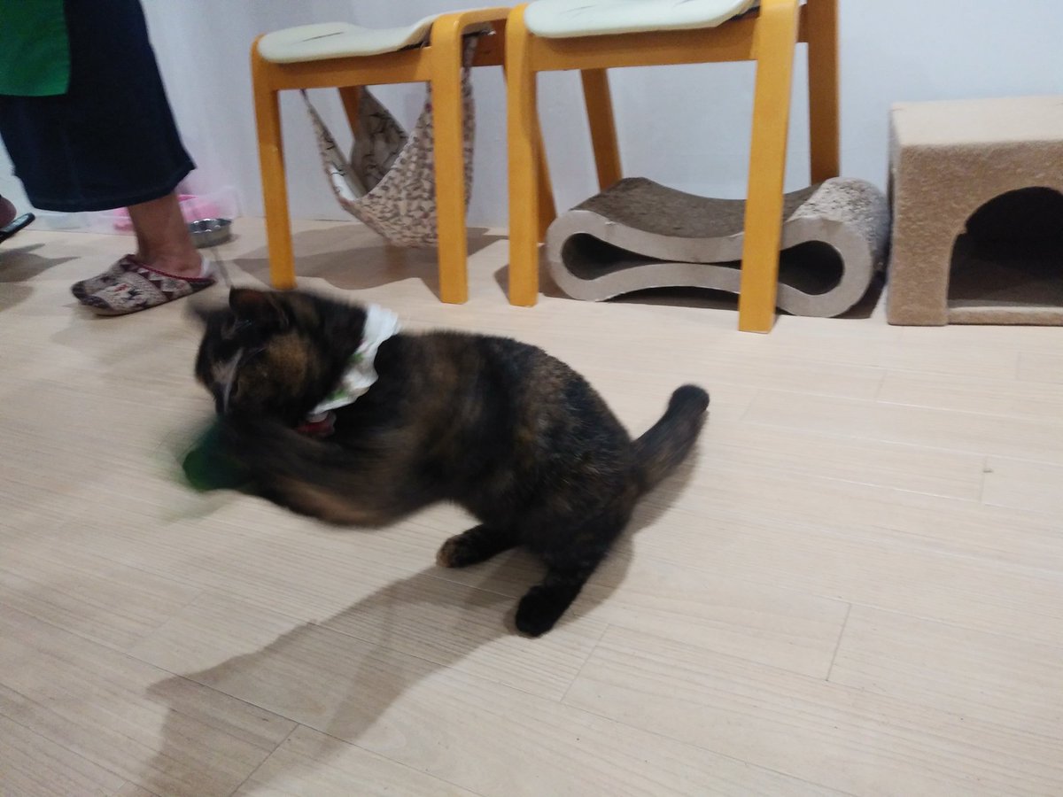桜台ペットクリニック