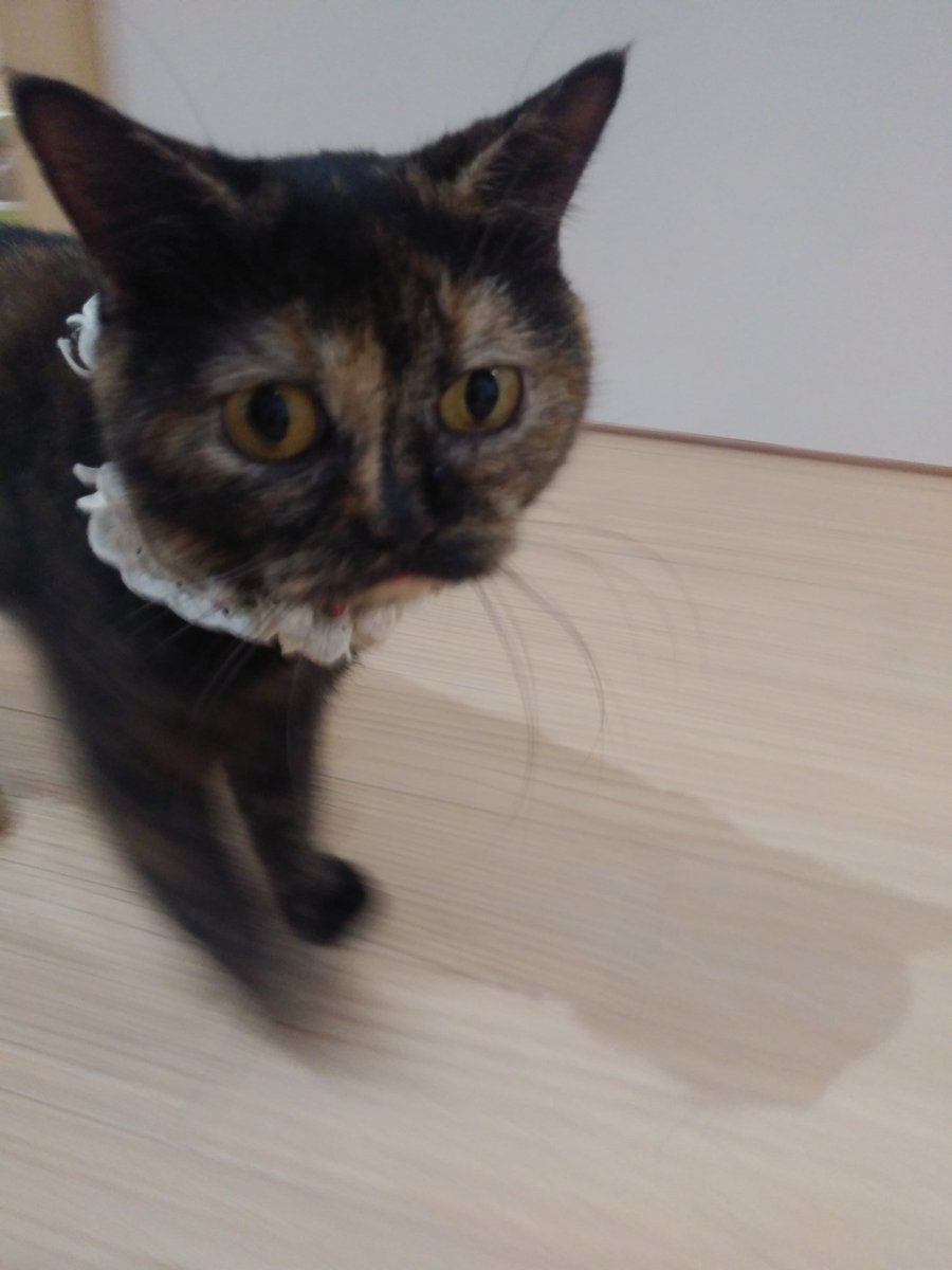 桜台ペットクリニック