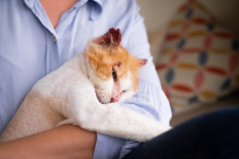 Fénix es un #gato con pasado, rescatado de la calle por <a href="/jardinetestacio/">El Jardinet de l'Estació</a> #Valencia. Ahora que la vida empezaba a sonreírle y acababa de ser adoptado, un maldito cáncer ha decidido tomar las riendas de su destino y, aunque a día de hoy sigue animado, su pronóstico no es bueno😦