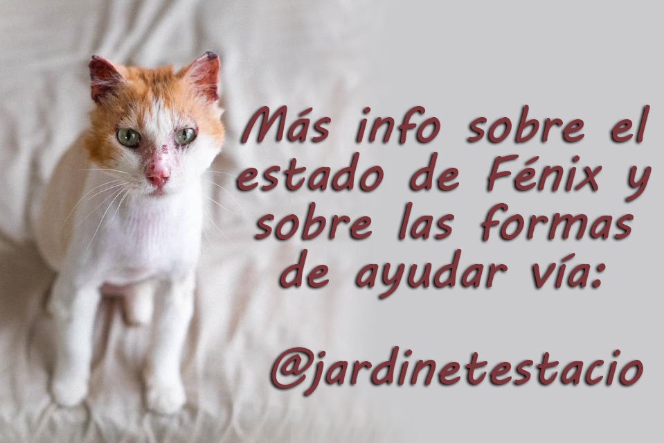 A la espera de los resultados de un TAC que permita barajar opciones, los voluntarios de <a href="/jardinetestacio/">El Jardinet de l'Estació</a> han decidido luchar con y por él junto a su adoptante mientras Fénix quiera pero necesitan ayuda 🙏 Tenéis toda la info y datos para ayudar vía FB ➡️ facebook.com/eljardinetdele…