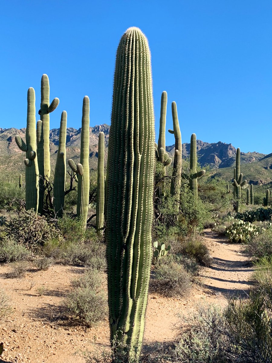 Happy Sunday, #Tucson. 83 and sunny today. A cool breezy 62 on my hike this morning in @SabinoCanyonAZ mingling with saguaros who believe in team effort. Stand tall. Support each other. Grab this fab Fall day and squeeze it properly! #highdesertbeauty #hiking @FriendsSabino