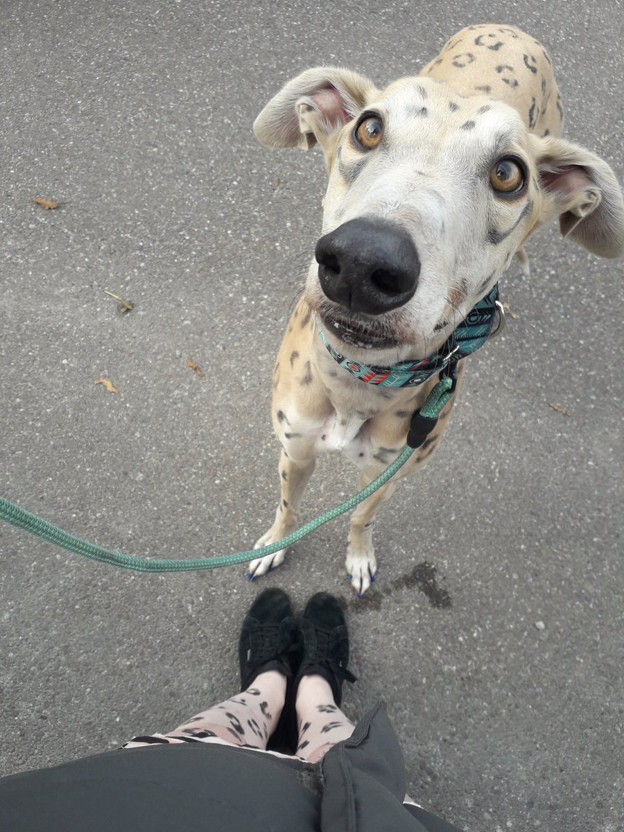 GreyhoundRobert's tweet photo. Spooktacular day out, raising money for a good cause! It also gave mom and excuse to dress up! 🤣 #leoparddog #bigcat #greyhounds #fundraiser #HalloweenHowlCork https://t.co/hNiKZ7NpWU
