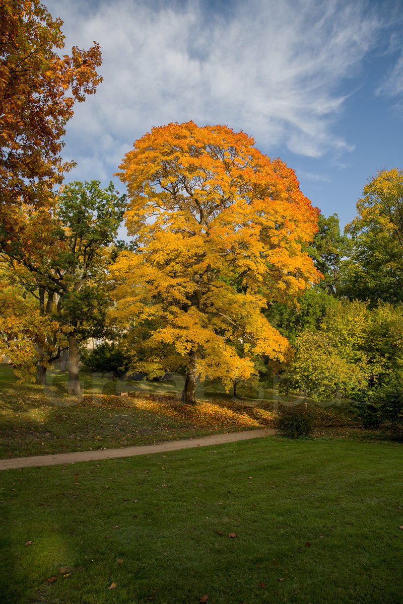 GreatSpas's tweet photo. 📸🇨🇿 Podzim a Mariánské Lázně: vyražte na procházku lázeňskými parky /🇩🇪 Marienbad: Wanderung mit der Entspannung in den Kurparkanlagen - farbiger Herbst in Marienbad; 🇬🇧 Walking in Spa Parks - Autumn in Marianske Lazne/ 
#GreatSpas #MarianskeLazne #Marienbad #Park #Podzim https://t.co/i3v8xpghmy