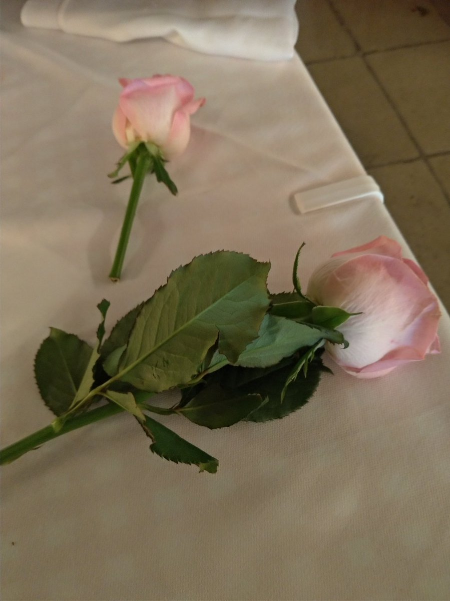 Freeって言われて騙されて買った花です