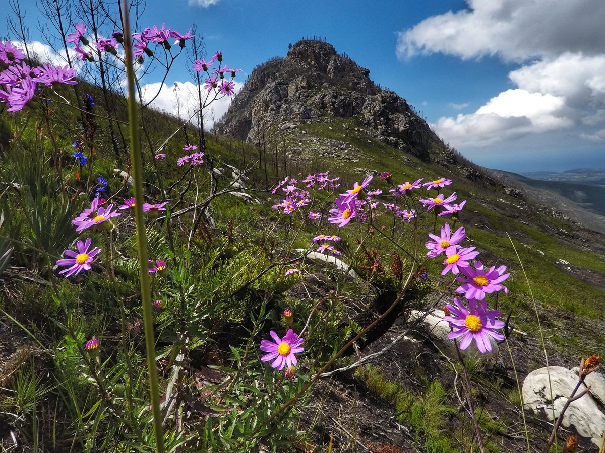 AMD_Odyssey's tweet photo. #Hiking in the #Outeniqua #mountains. #GardenRoute #SouthAfrica #MDguiding #hikemzantsi #fynbos #LekkerinGeorge https://t.co/Ezuf7xl2pk https://t.co/STLVfLSUjJ