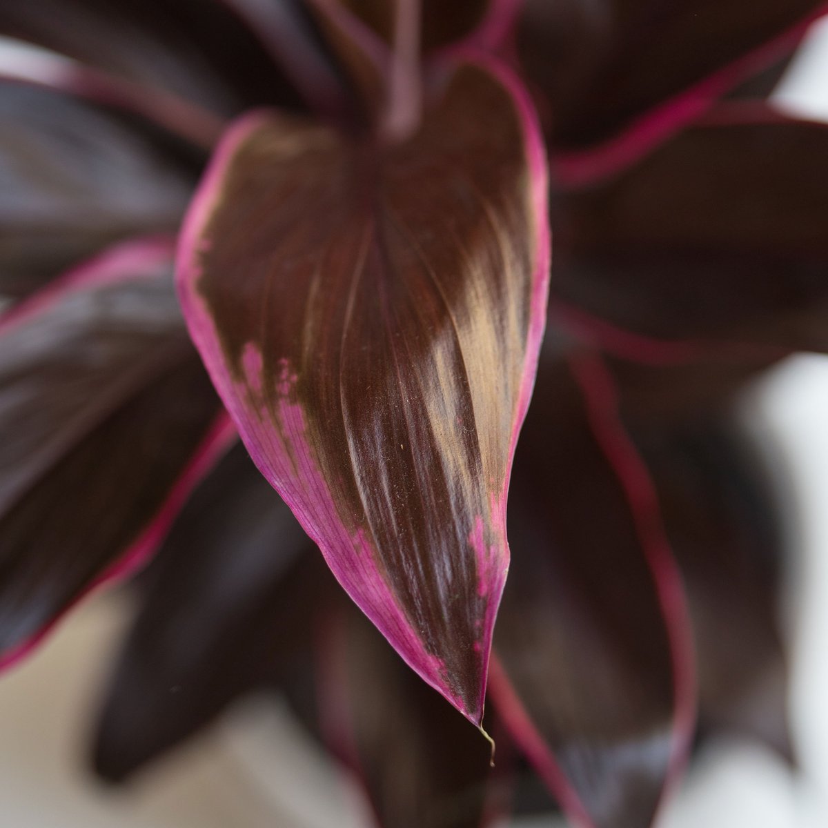 LazyFlora's tweet photo. Say hello to one of our lovely newcomers, the pretty pink Ti Plant! 😃
This luxury indoor plant does best in bright or indirect light.
Another one to add to your collection?
#indoorplant #luxuryplant #tiplant https://t.co/ncpYl7MwNm
