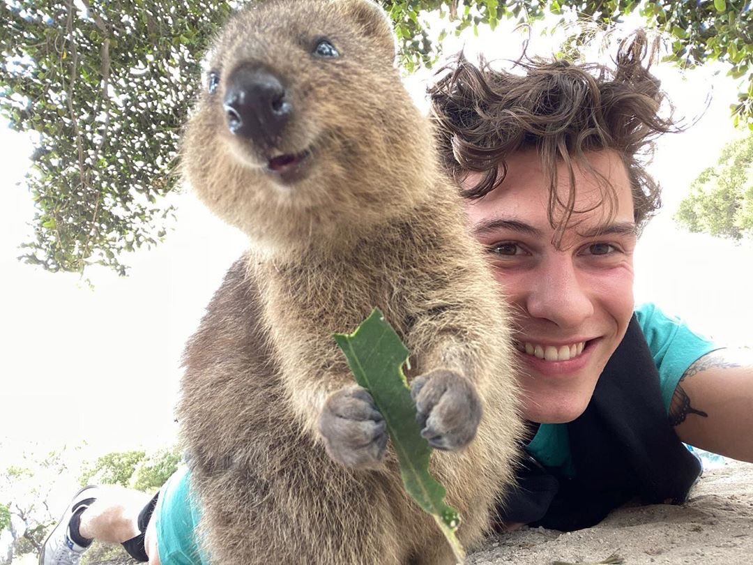 I met a Quokka !!!