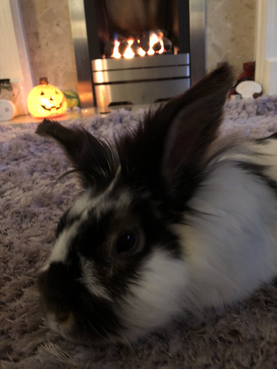 theemmadilemma's tweet photo. A lazy Sunday with my pal Splodge (The house rabbit) watching my fav film Harry Potter
.
.
.
(#cosysunday #cosyweekend #harrypotter #houserabbjt #houserabbits #rabbit #petrabbit #bunny #halloween #cosy #sunday #iphone8) https://t.co/Td6ea5j8RN
