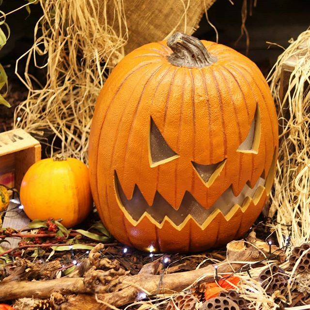 littleladybird3's tweet photo. 🍁Day 20 Pumpkin 🍁 #wildlingexplorers I bet you're sick of my pumpkin photos! I did wonder what photo I was going to share today. I really didn't expect to find a new one to photograph at the NEC
Yesterday!
I'm a little jealous of those of you on hal… https://t.co/3RocZTzPKP https://t.co/FShucgryVz