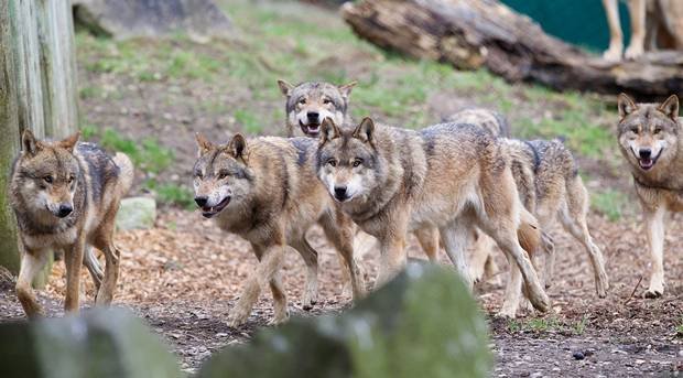 Some Irish wolf personal names! -Conán, "great/high wolf/hound"-Conchobar (Connor), "wolf lover"-Conn & Conri, "wolf" & wolf king" (ri=king)-Ó Faoláin (Phelan & Whelan), "wolf" (with evil connotations)!K Hickey. Dublin zoo (Patrick Bolger). 