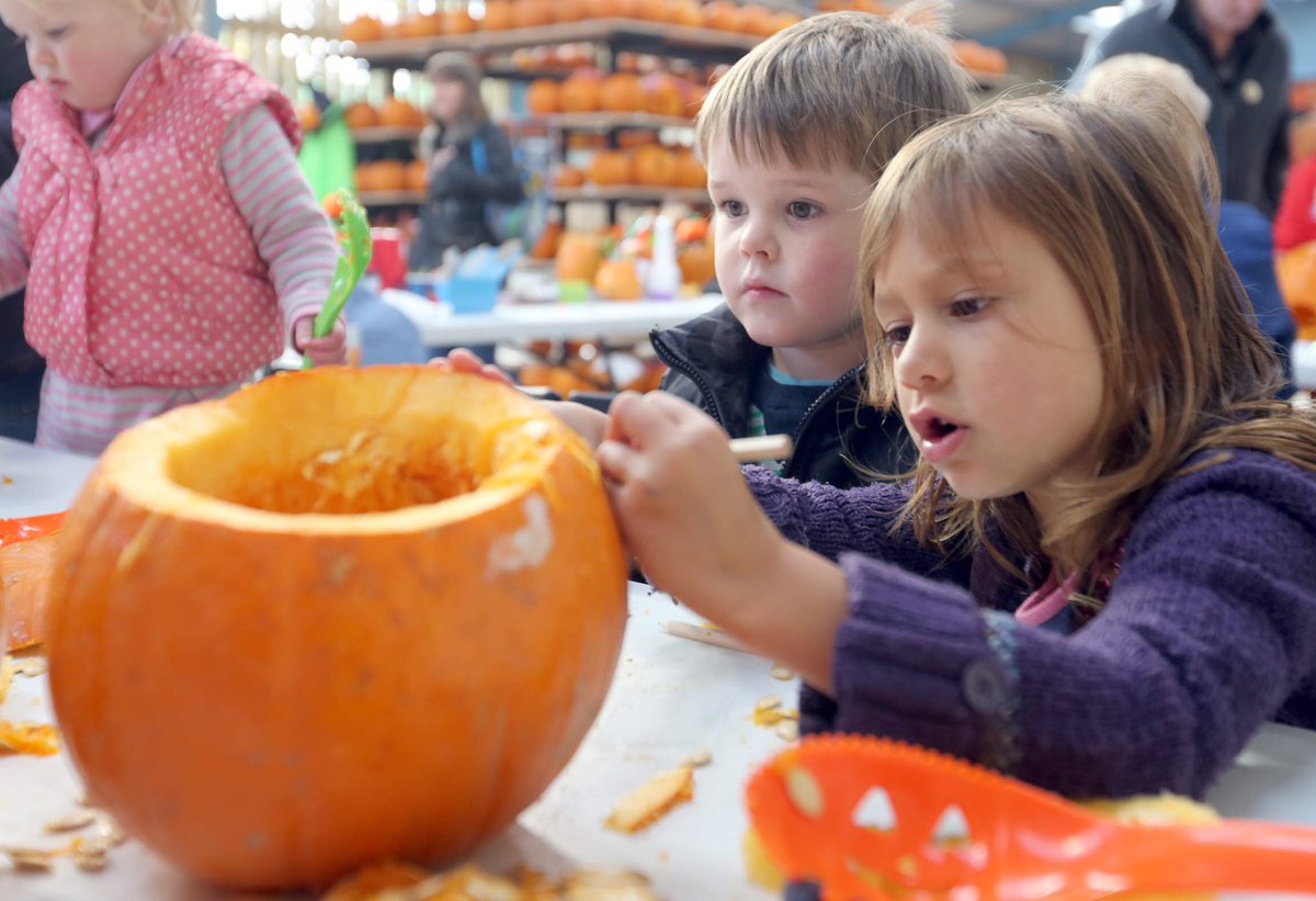 The BIG Sheep tweet media