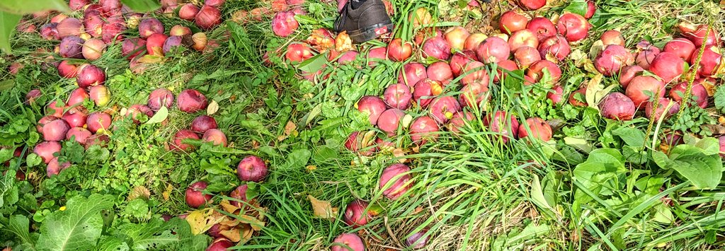 lisagualtieri's tweet photo. Every day @Honeypothill unwanted apples under the trees are collected for cider. Every day RecycleHealth collects unwanted @fitbit for reuse with underserved populations. 
Help us #ShareTheHealth https://t.co/RiUcVNvnyF