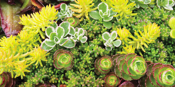 OpenUpMags's tweet image. Vital habitat in the heart of the city. Things are looking up! Manchester’s green roof revolution with @FatGrassDesign Katherine Watson ow.ly/S29930pHmic