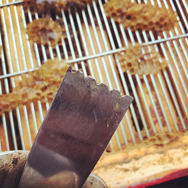 Modified a metal scraper to make it easier to clean comb off the excluders. Works like a charm! bit.ly/2MwPZKb