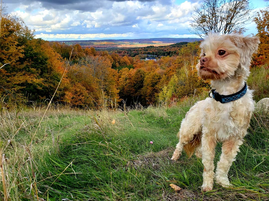AgilitywAmanda's tweet image. Joey enjoying the #beautiful #fallviews ❤

#muppetdog #dog #dogs #dogview #canadiandog #canadianlandscape #canadianfall #autumn #fall #autumnleaves #autumncolors #fallcolors #landscapephoto #falllandscape #dogslife #dogadventures #dogphoto