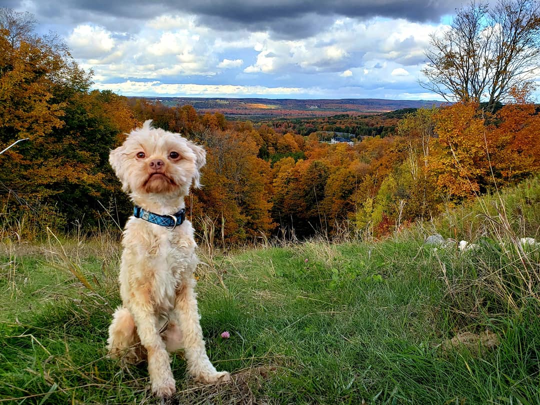 AgilitywAmanda's tweet image. Joey enjoying the #beautiful #fallviews ❤

#muppetdog #dog #dogs #dogview #canadiandog #canadianlandscape #canadianfall #autumn #fall #autumnleaves #autumncolors #fallcolors #landscapephoto #falllandscape #dogslife #dogadventures #dogphoto